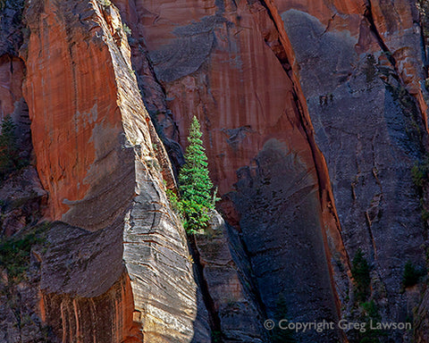 Lone Tree