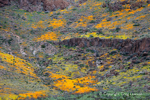 Chihuahuan Gold