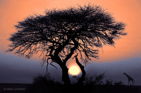African Sky