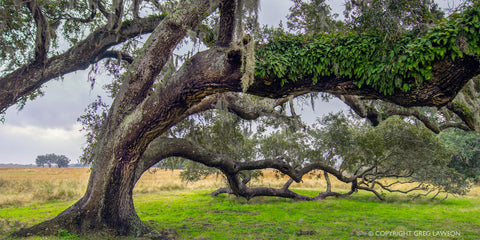 Brazos Bend