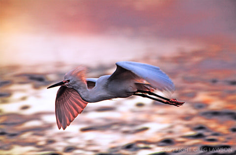 Egret Flight