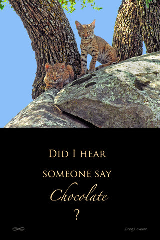 Did I Hear Someone Say Chocolate?