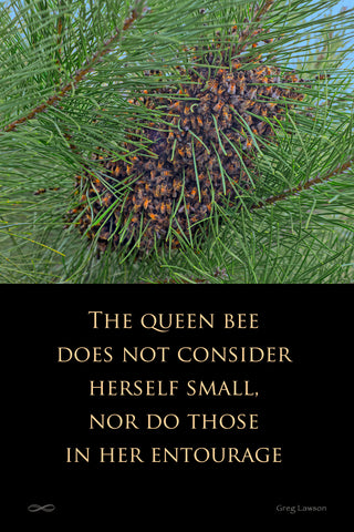 The Queen Bee Does Not Consider Herself Small Nor Do Those in Her Entourage