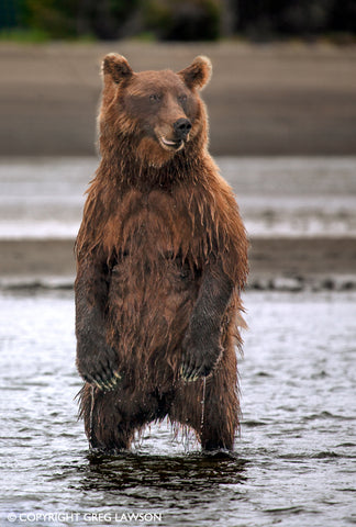 Standing Bear