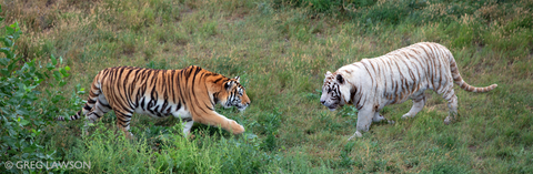 Tiger Tiger
