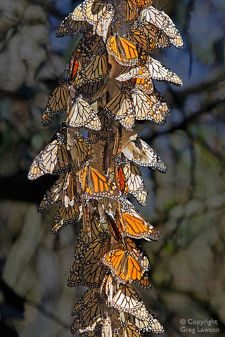 Monarch String