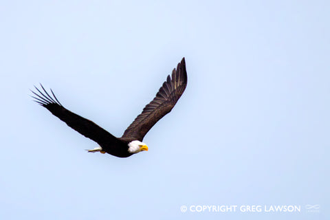 Eagle on the Wing - Greg Lawson Photography Art Galleries in Sedona