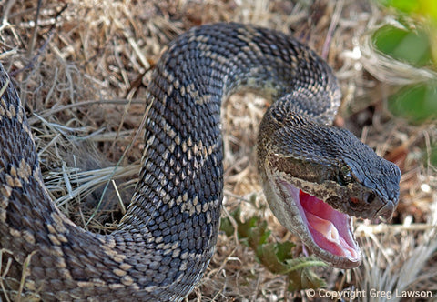 Rattlesnake Repast - Greg Lawson Photography Art Galleries in Sedona