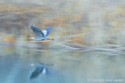 Great Blue - Greg Lawson Photography Art Galleries in Sedona