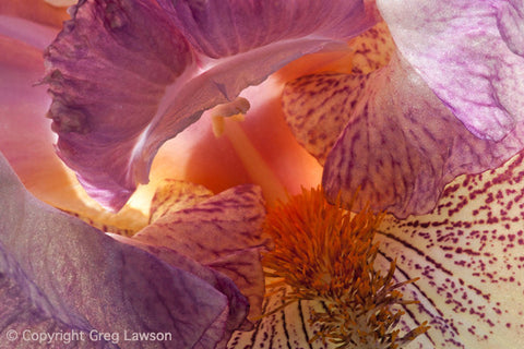 Intimate Iris - Greg Lawson Photography Art Galleries in Sedona