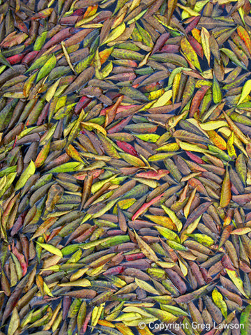 Pistacia Mosaic - Greg Lawson Photography Art Galleries in Sedona