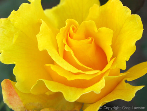 Yellow Rose - Greg Lawson Photography Art Galleries in Sedona