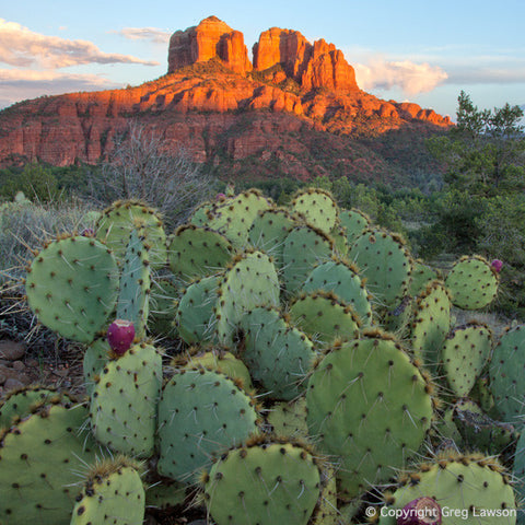 Red Rock Opuntia - Greg Lawson Photography Art Galleries in Sedona