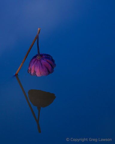 Weeping Lotus - Greg Lawson Photography Art Galleries in Sedona