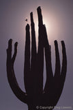 AZ IS<br>- Arizona Imagery - Greg Lawson Photography Art Galleries in Sedona