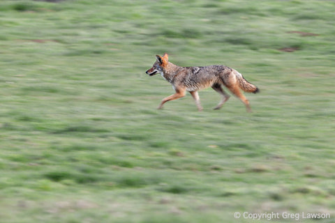 Coyote's Concentration - Greg Lawson Photography Art Galleries in Sedona