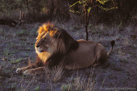 Zimbabwean King - Greg Lawson Photography Art Galleries in Sedona